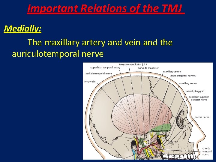 Important Relations of the TMJ Medially: The maxillary artery and vein and the auriculotemporal