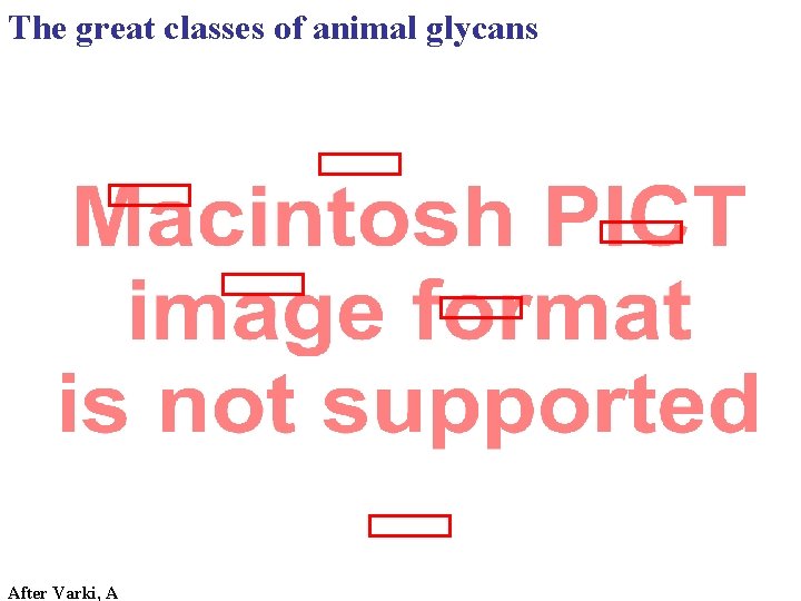 The great classes of animal glycans After Varki, A 