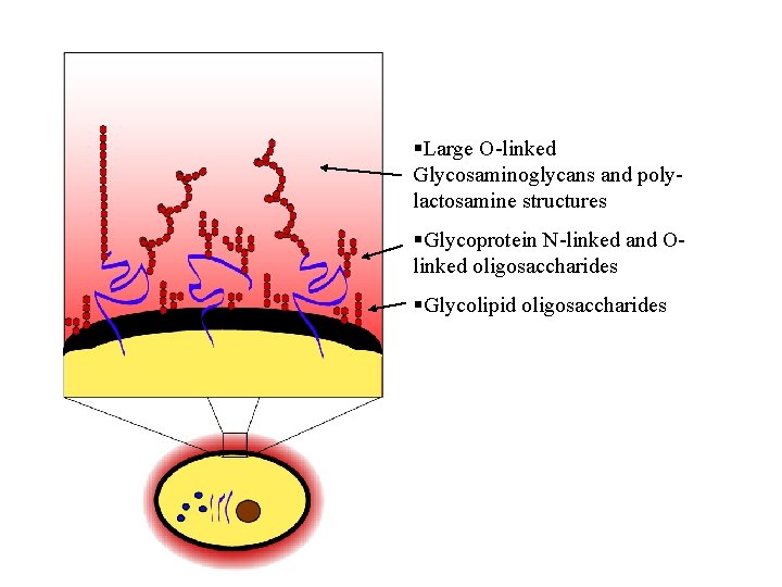 §Large O-linked Glycosaminoglycans and polylactosamine structures §Glycoprotein N-linked and Olinked oligosaccharides §Glycolipid oligosaccharides 