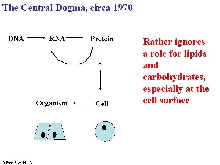 The Central Dogma, circa 1970 DNA RNA Organism After Varki, A Protein Cell Rather