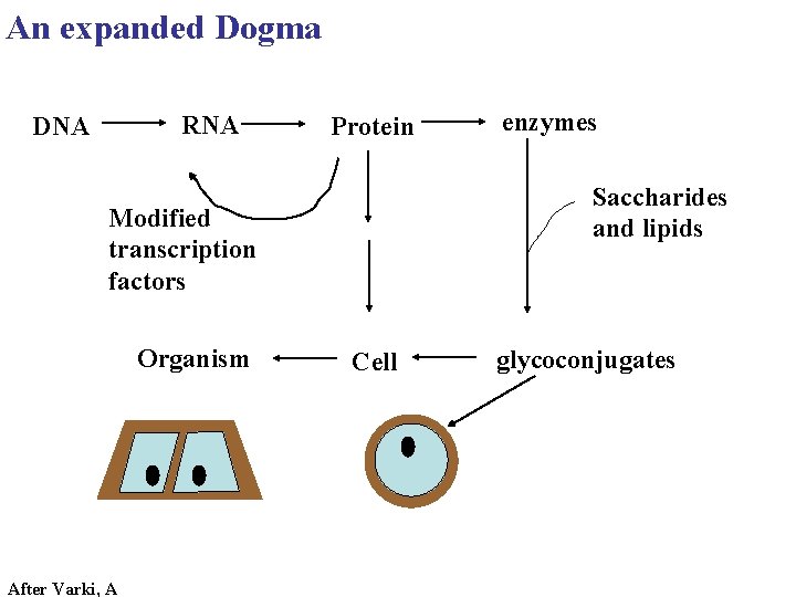 An expanded Dogma RNA DNA Protein Saccharides and lipids Modified transcription factors Organism After
