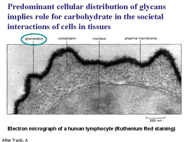 Predominant cellular distribution of glycans implies role for carbohydrate in the societal interactions of