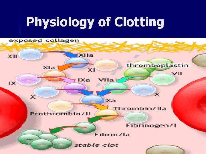 Physiology of Clotting 