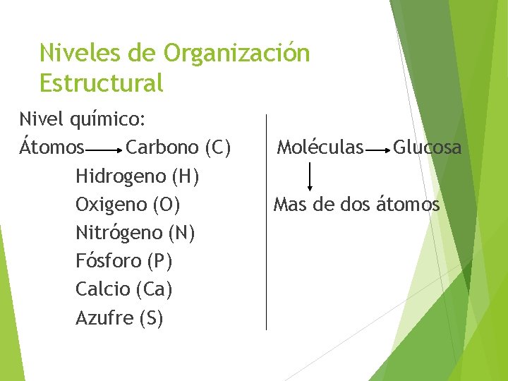 Niveles de Organización Estructural Nivel químico: Átomos Carbono (C) Hidrogeno (H) Oxigeno (O) Nitrógeno