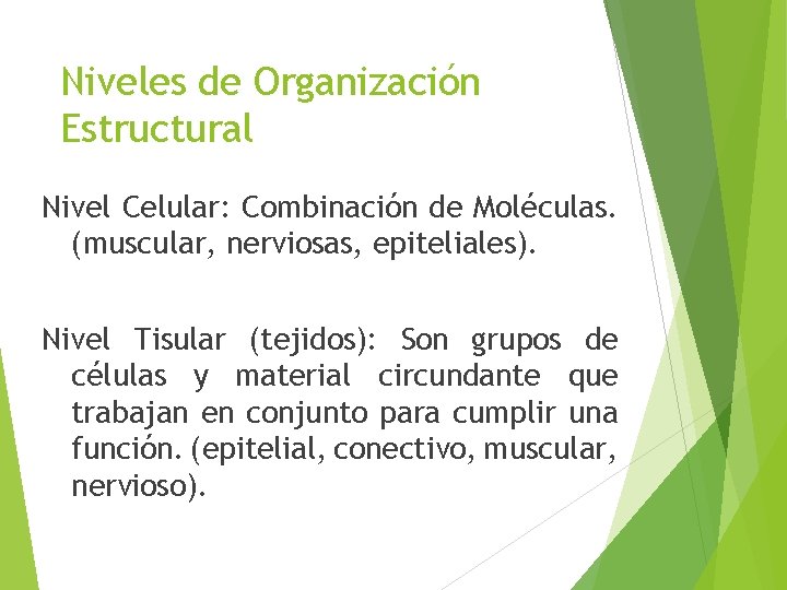 Niveles de Organización Estructural Nivel Celular: Combinación de Moléculas. (muscular, nerviosas, epiteliales). Nivel Tisular