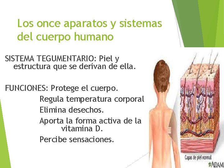 Los once aparatos y sistemas del cuerpo humano SISTEMA TEGUMENTARIO: Piel y estructura que