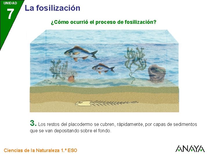 UNIDAD 7 3 La fosilización ¿Cómo ocurrió el proceso de fosilización? 3. Los restos