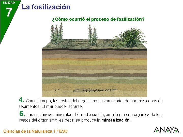 UNIDAD 7 La biodiversidad y la historia de