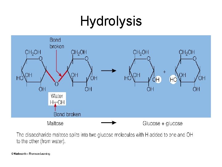 Hydrolysis 