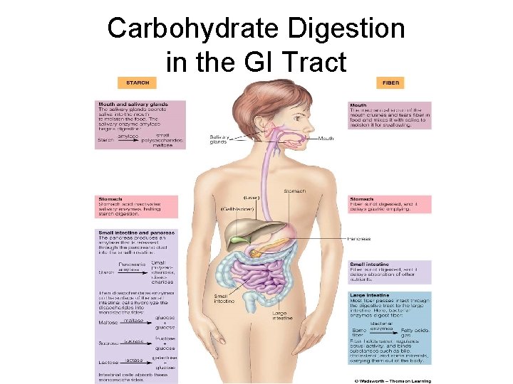 Carbohydrate Digestion in the GI Tract 