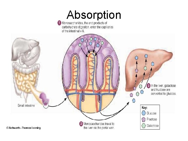 Absorption 