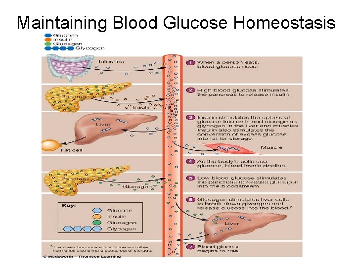 Maintaining Blood Glucose Homeostasis 