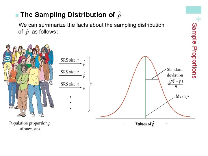 Sampling Distribution of As n increases, the sampling distribution becomes approximately Normal. Before you