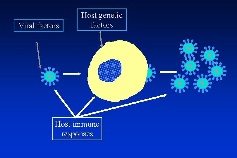 Viral factors Host genetic factors Host immune responses 