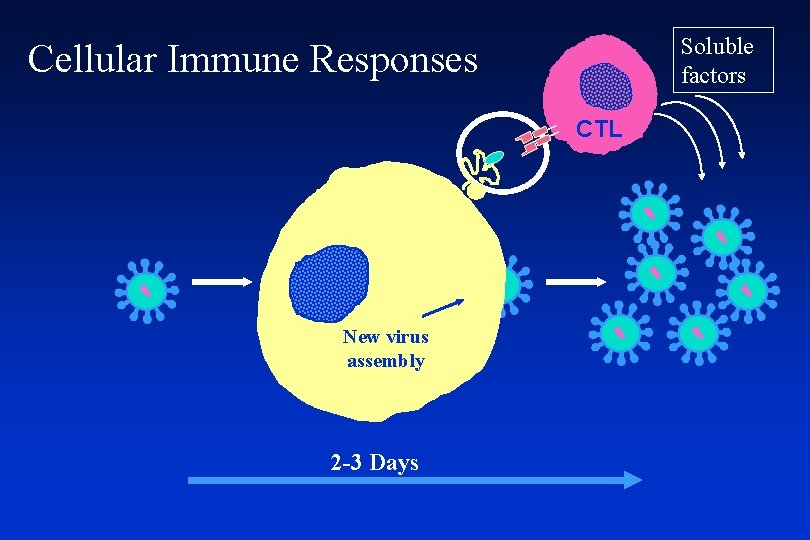 Soluble factors Cellular Immune Responses CTL New virus assembly 2 -3 Days 