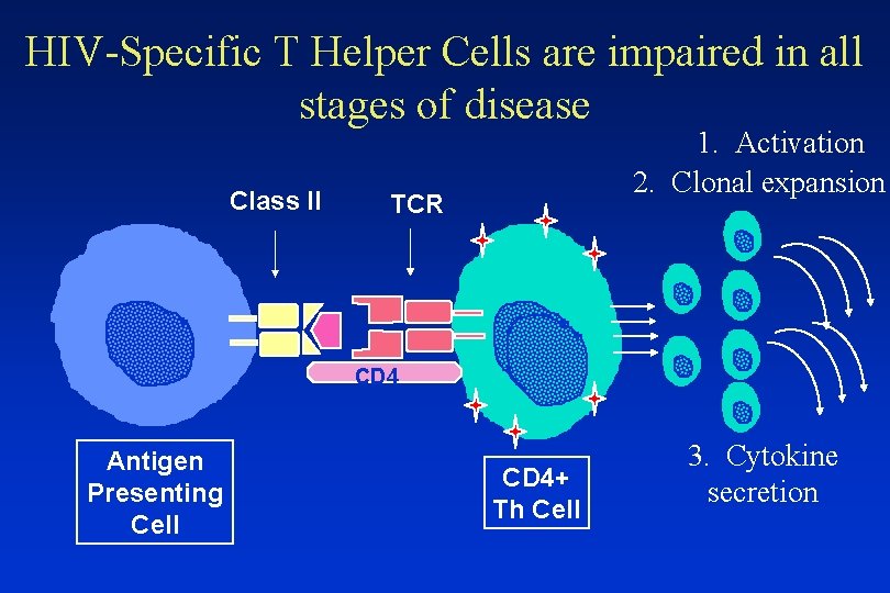 HIV-Specific T Helper Cells are impaired in all stages of disease Class II 1.