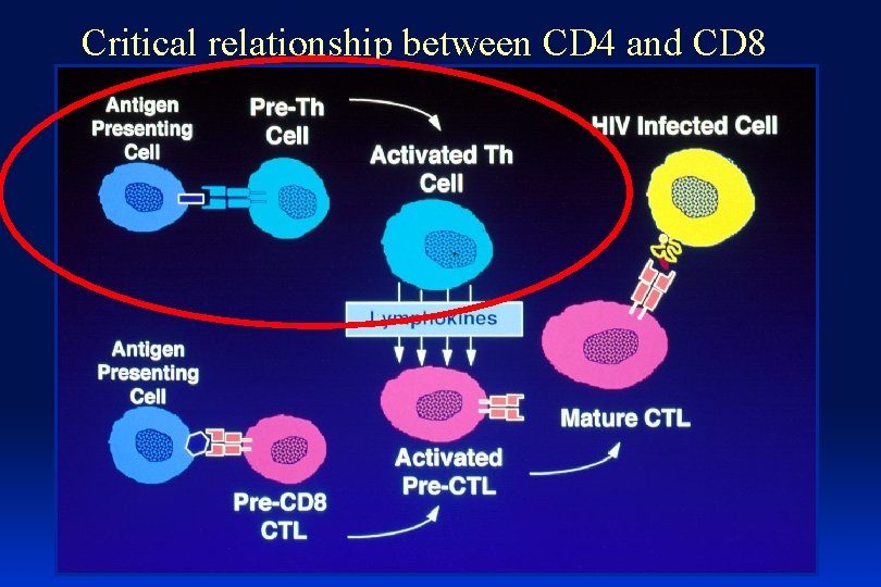 Critical relationship between CD 4 and CD 8 