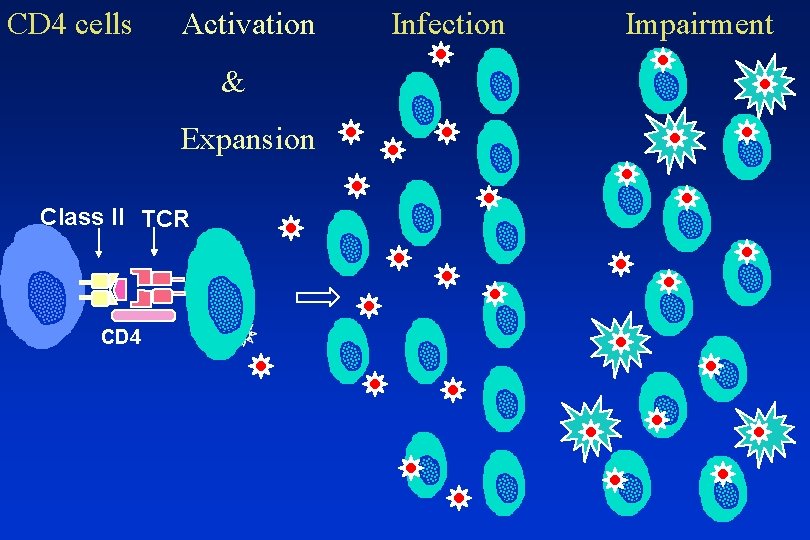 CD 4 cells Activation & Expansion Class II TCR CD 4 Infection Impairment 