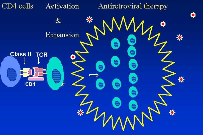 CD 4 cells Activation & Expansion Class II TCR CD 4 Antiretroviral therapy 