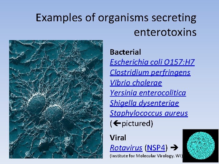 Examples of organisms secreting enterotoxins Bacterial Escherichia coli O 157: H 7 Clostridium perfringens