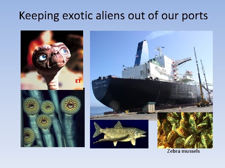 Keeping exotic aliens out of our ports ET Zebra mussels 