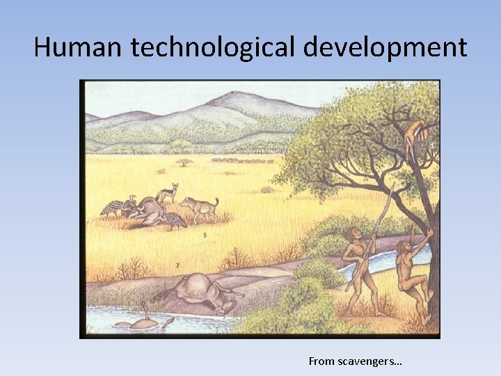 Human technological development From scavengers… 