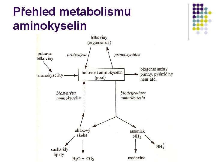 Přehled metabolismu aminokyselin 