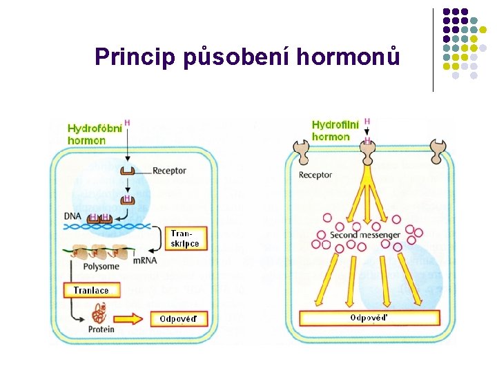 Princip působení hormonů 