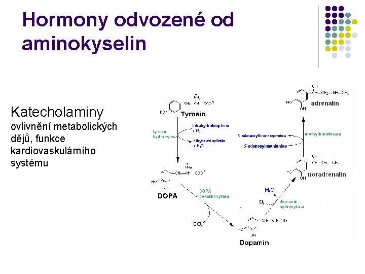 Hormony odvozené od aminokyselin Katecholaminy ovlivnění metabolických dějů, funkce kardiovaskulárního systému 