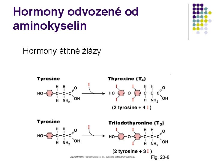 Hormony odvozené od aminokyselin Hormony štítné žlázy 