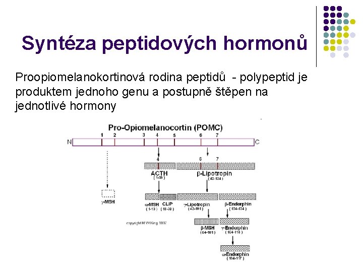 Syntéza peptidových hormonů Proopiomelanokortinová rodina peptidů - polypeptid je produktem jednoho genu a postupně