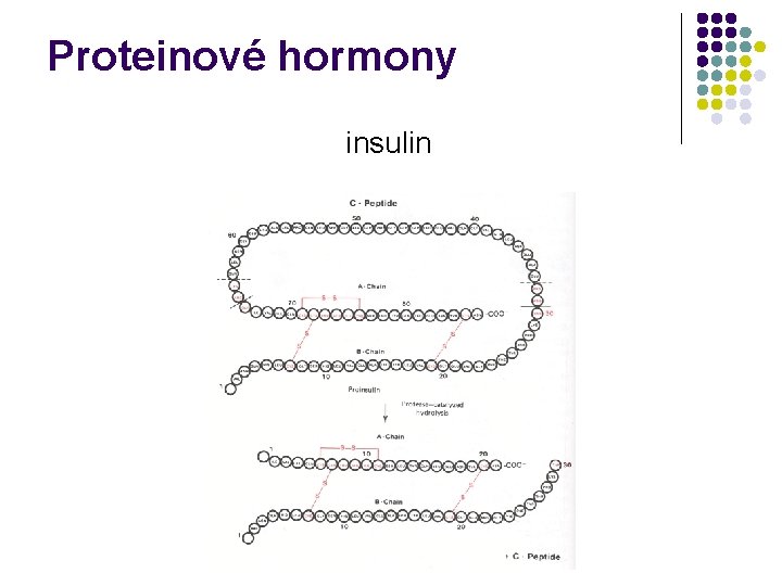 Proteinové hormony insulin 