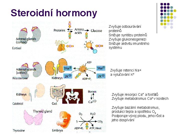 Steroidní hormony Zvyšuje odbourávání proteinů Snižuje syntézu proteinů Zvyšuje glukoneogenezi Snižuje aktivitu imunitního systému