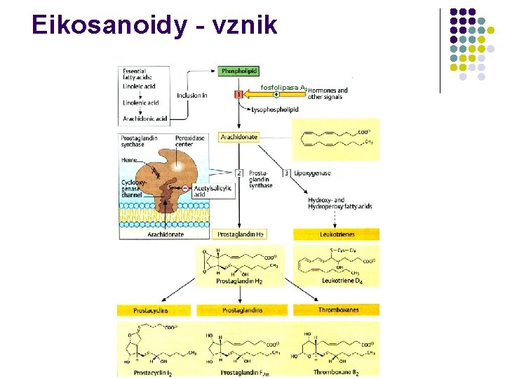 Eikosanoidy - vznik fosfolipasa A 2 