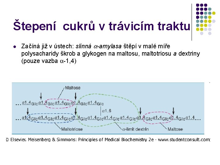 Štepení cukrů v trávicím traktu l Začíná již v ústech: slinná a-amylasa štěpí v