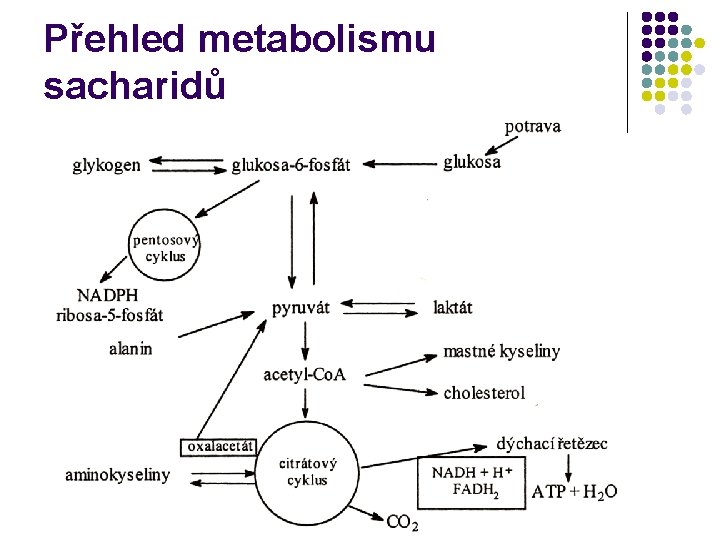 Přehled metabolismu sacharidů 