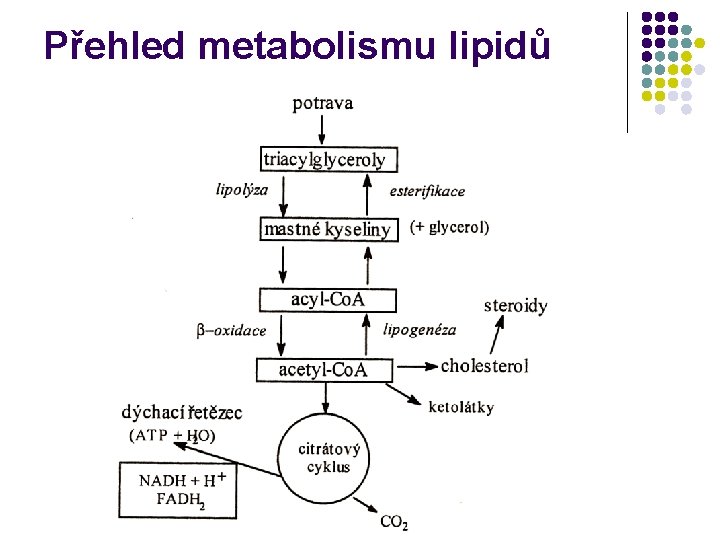 Přehled metabolismu lipidů 