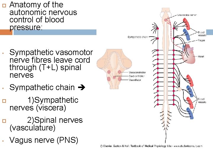  • • . Anatomy of the autonomic nervous control of blood pressure: Sympathetic