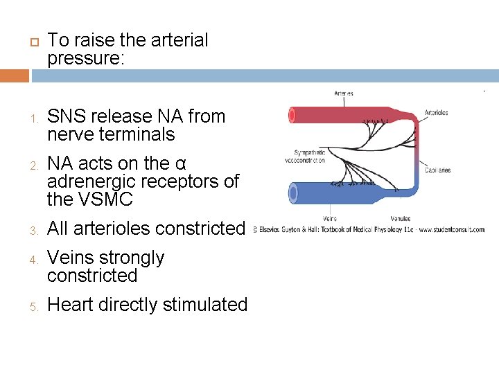  1. 2. 3. 4. 5. To raise the arterial pressure: SNS release NA