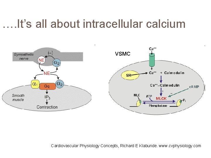 …. It’s all about intracellular calcium VSMC Cardiovascular Physiology Concepts, Richard E Klabunde. www.