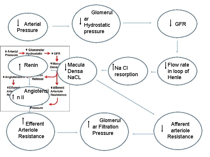 Glomerul Arterial Pressure Renin ar Hydrostatic pressure Macula Densa Na. CL GFR Na Cl