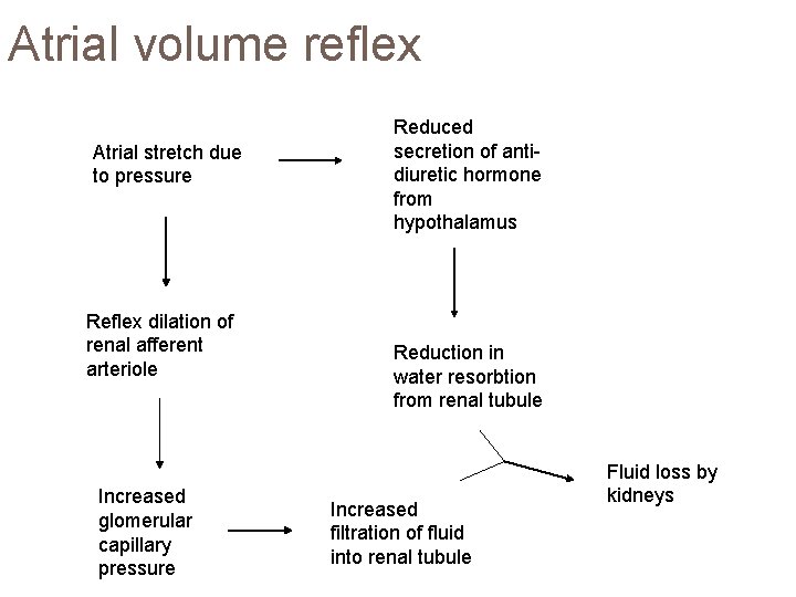 Atrial volume reflex Atrial stretch due to pressure Reflex dilation of renal afferent arteriole