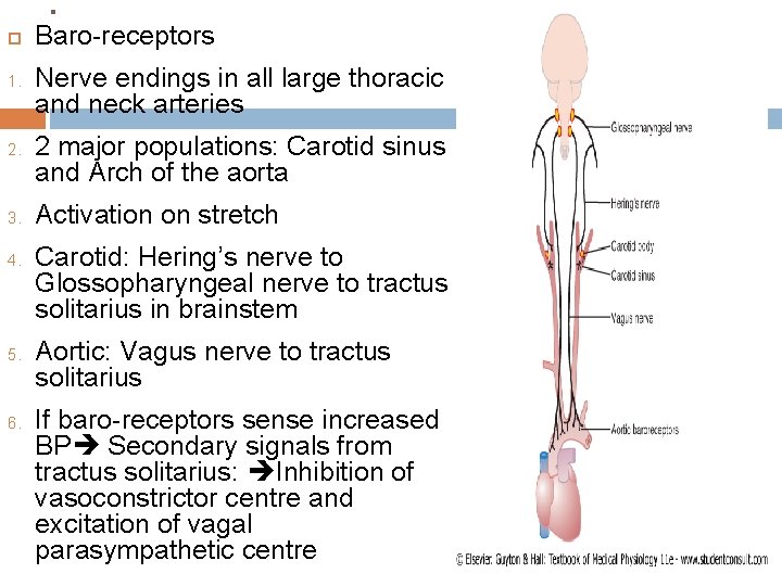 . 1. 2. 3. 4. 5. 6. Baro-receptors Nerve endings in all large thoracic