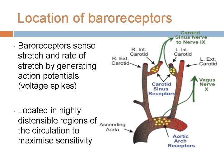 Location of baroreceptors • • Baroreceptors sense stretch and rate of stretch by generating