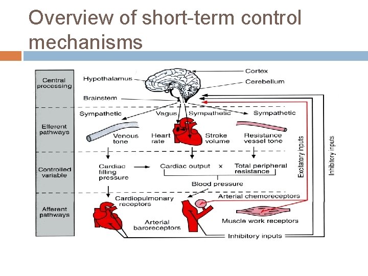 Overview of short-term control mechanisms 