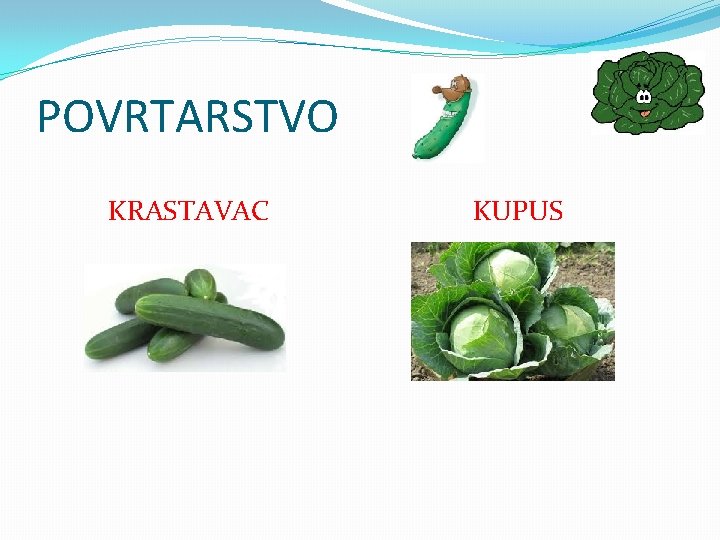 POVRTARSTVO KRASTAVAC KUPUS 