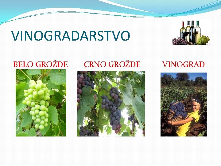 VINOGRADARSTVO BELO GROŽĐE CRNO GROŽĐE VINOGRAD 