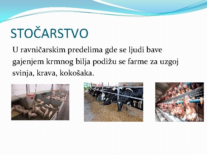 STOČARSTVO U ravničarskim predelima gde se ljudi bave gajenjem krmnog bilja podižu se farme