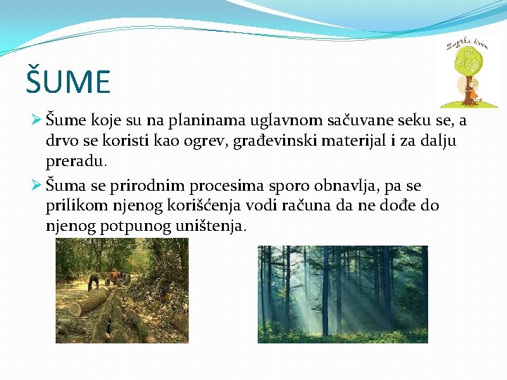 ŠUME Ø Šume koje su na planinama uglavnom sačuvane seku se, a drvo se