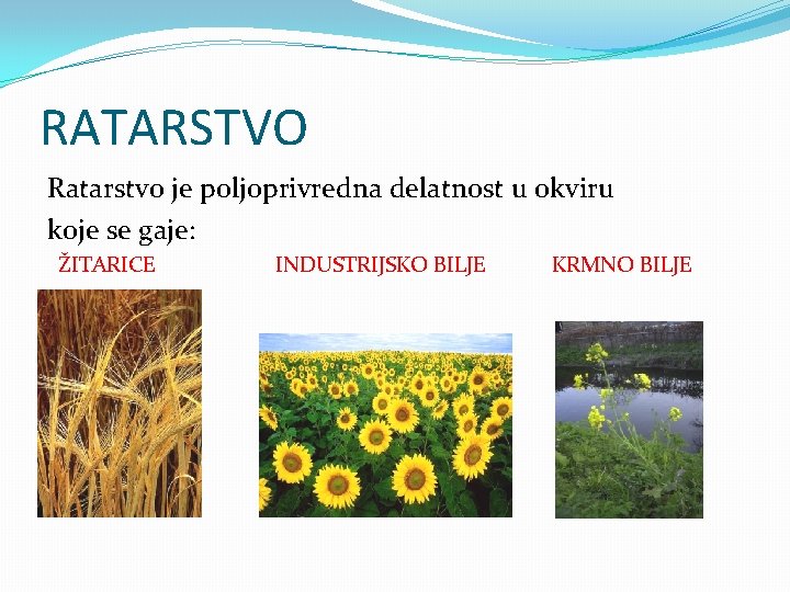 RATARSTVO Ratarstvo je poljoprivredna delatnost u okviru koje se gaje: ŽITARICE INDUSTRIJSKO BILJE KRMNO